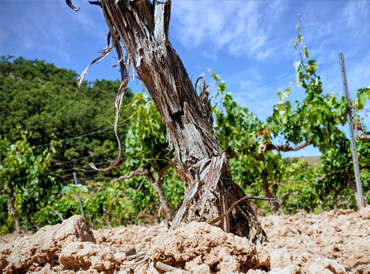 VIÑAS VIEJAS EN SUELOS BLANCOS