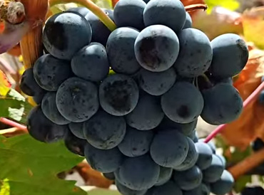 LA UVA TEMPRANILLO - LA ESENCIA DE LA RIBERA
